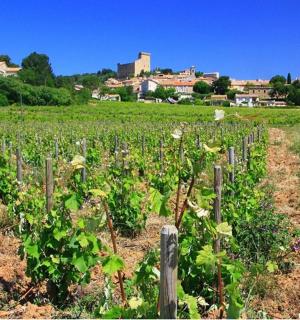 一片绿色植物田野，背景是一座村庄