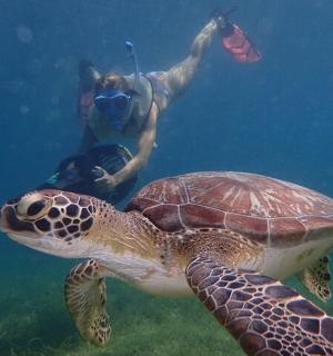 一个人在水中与乌龟一起游泳