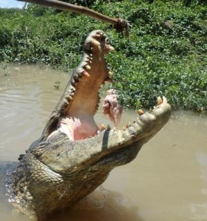 krokodýl ve vodě s tlapkami ve vodě