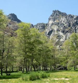 a group of trees in front of a mountain