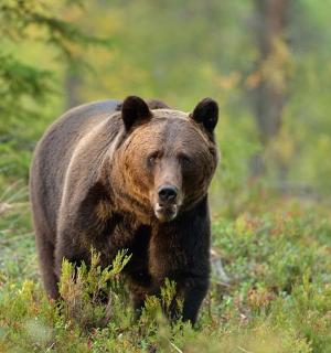一只大棕熊穿过田野