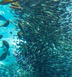 一大群鱼在海里游动