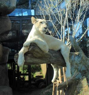 a lion sitting on a rock in a zoo