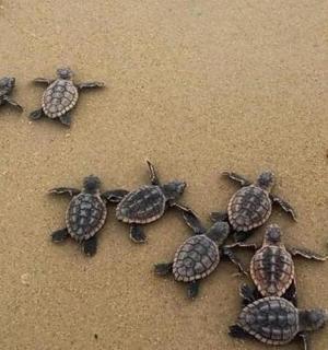 група корњача које ходају по песку