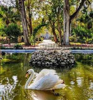 labuť plavající v rybníku v parku