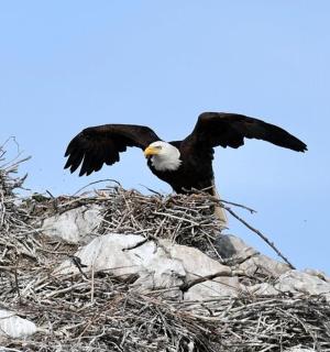 pták sedící na hromadě kamenů