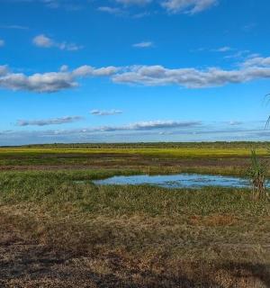a field with a palm tree and a blue sky