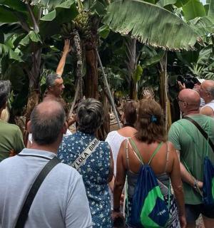 a group of people looking at a banana tree