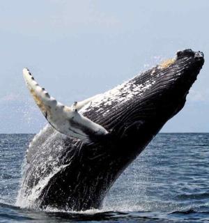 a humpback whale jumping out of the water