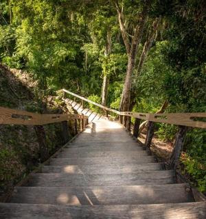 a wooden path in a forest with a wooden fence