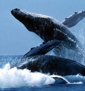 a couple of dolphins jumping in the water