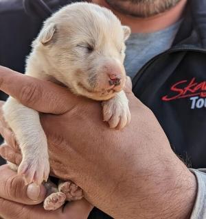 muž držící štěně v rukou