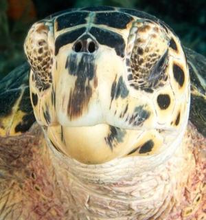 一只张开嘴巴的乌龟的特写