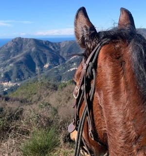 一匹马站在山上望着大海