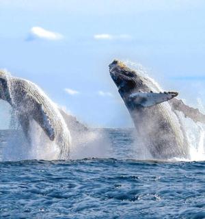 two dolphins playing in the water in the ocean
