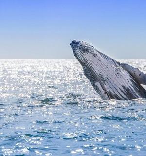 a humpback whales tail sticking out of the water