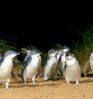 skupina tučňáků stojících v hlíně