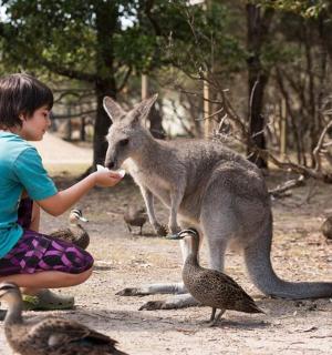 一个小孩正在喂袋鼠和一些鸟