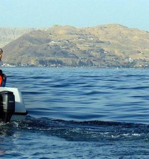 a dolphin in the water next to a boat