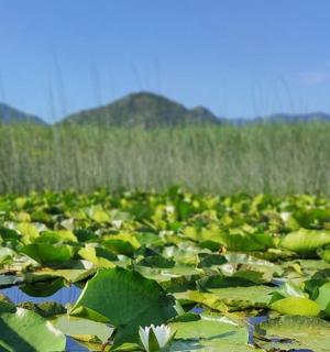 ein großes Seerosenfeld mit Bergen im Hintergrund