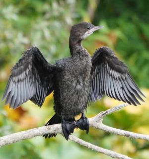 ein schwarzer Vogel sitzt auf einem Ast