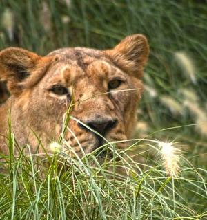 a lion laying in the tall grass