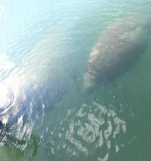 velký aligátor plave ve vodě