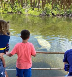 一群人看着水中的鳄鱼