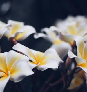 a bunch of white flowers are lined up