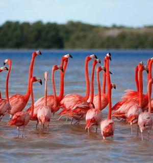 a flock of pink flamingos walking in the water