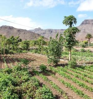 以群山为背景的农田