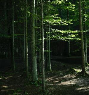 a forest filled with trees with light shining through