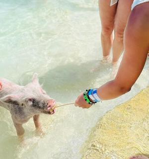 a group of people playing with a small pig in the water