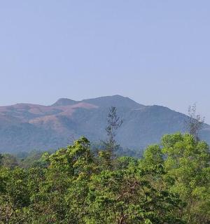 a group of trees with mountains in the background