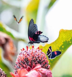 skupina motýlů sedících na vrcholu květiny