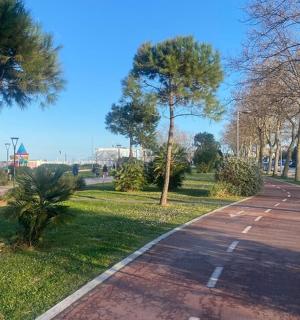 公园里有树木和草地的小路