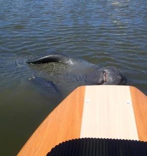 一头大象在船旁的水中游泳