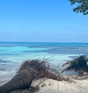 an elephant trunk laying on a beach near the ocean