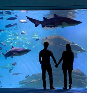 a couple standing in front of a large fish tank