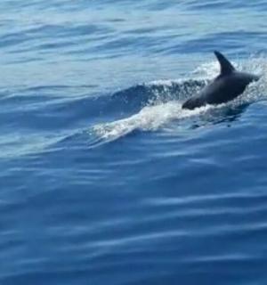 一只海豚正在水中游泳