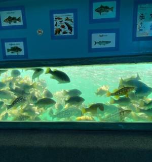a large aquarium filled with fish in a room