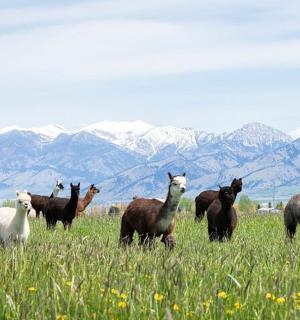 一群动物站在草地上