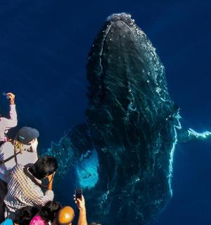 a group of people looking at a bear in the water