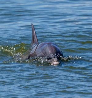 a dolphin is swimming in the water