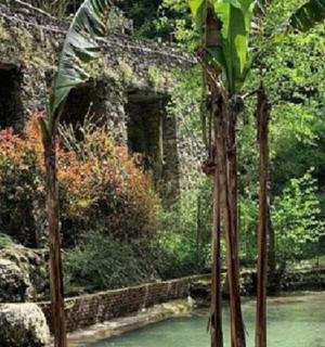 河前的一组棕榈树