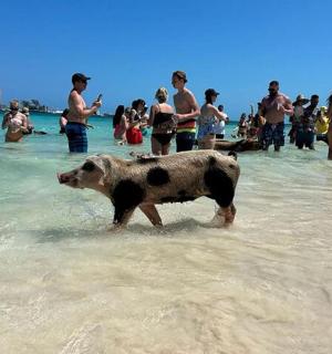 a pig walking in the water on a beach with people
