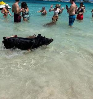 a cow in the water on a beach with people
