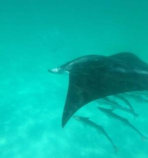 一只黑色黄貂鱼在水中游动