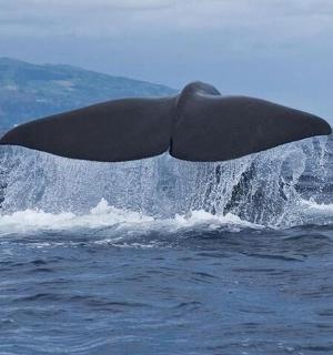 一只海豚跃出水面