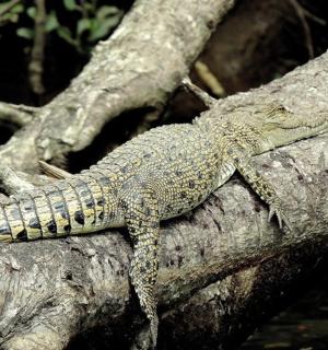 一只蜥蜴坐在树枝上